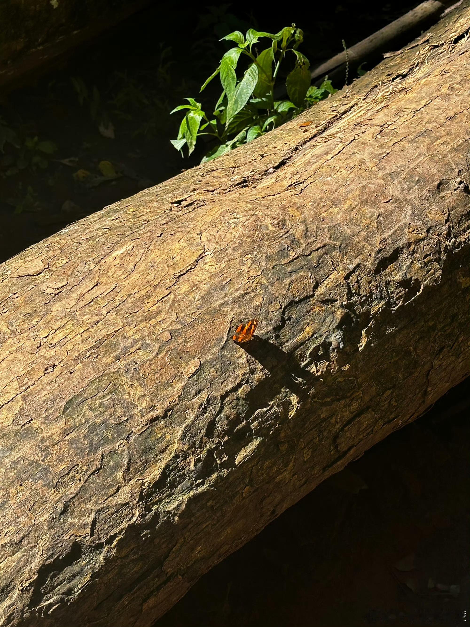 何洛洛分享彩色蝴蝶 何洛洛镜头下的彩色蝴蝶太惊艳！仿佛一秒闯进云南雨林，温热潮湿