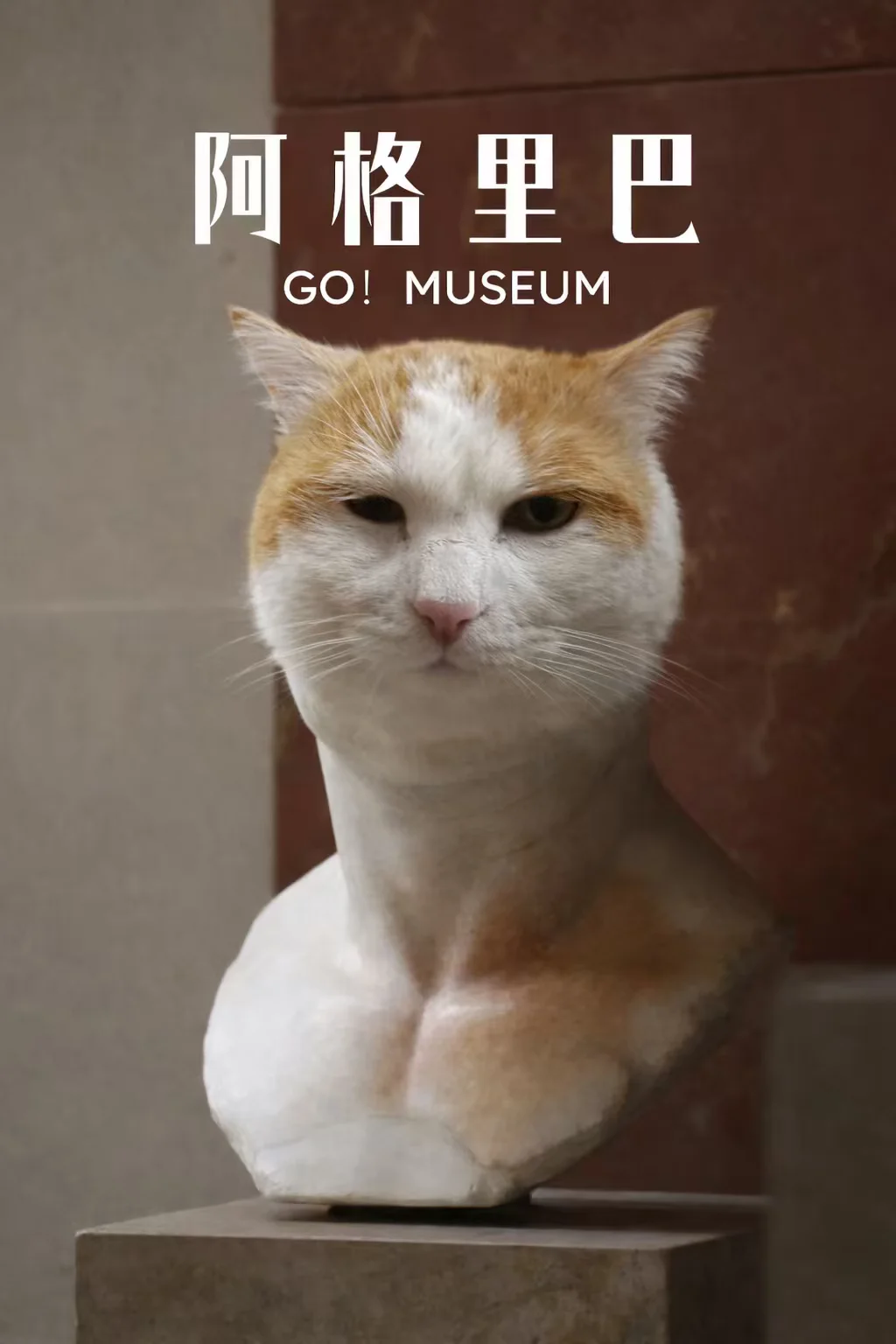 别人养猫 我养阿格里巴…