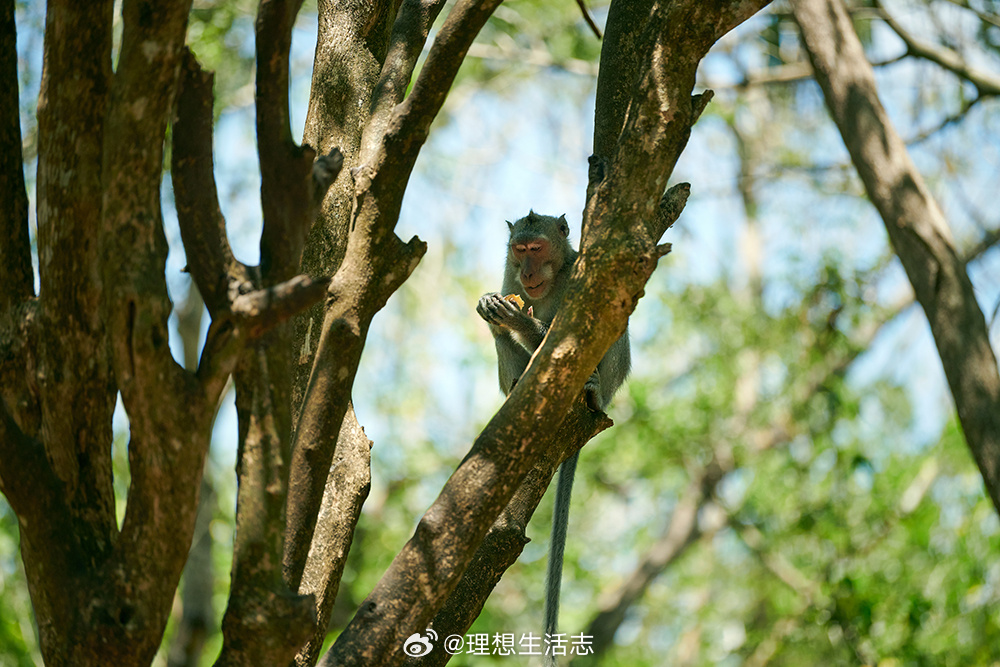 这份荣誉彰显巴厘岛阿雅娜在占地90公顷的综合度假园区内持续投入，完善环境管理体系