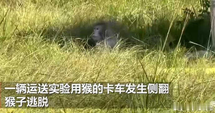 疑似携带病毒的猴子在美国逃脱 又来……非典爆发之前有猴子跑了,猴痘爆发之前也是猴