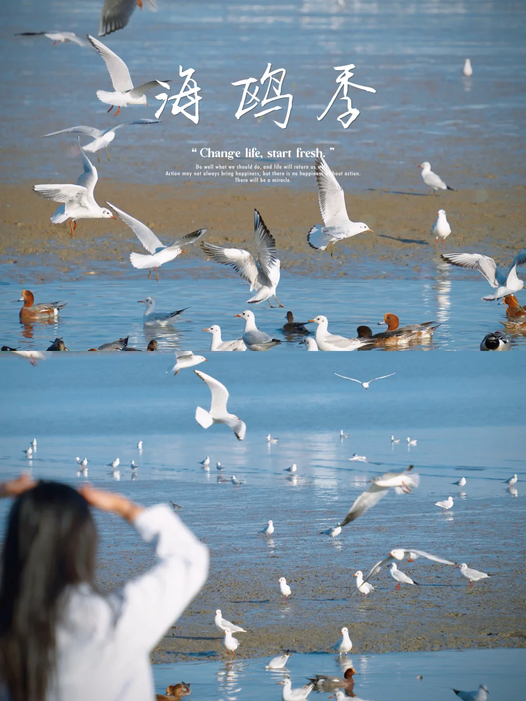 有人说找不到深圳湾的海鸥在哪…