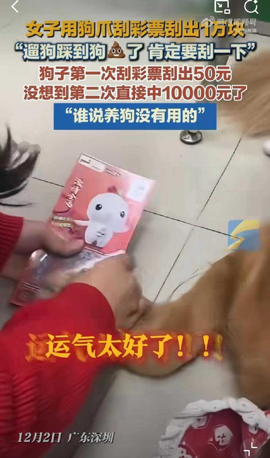 这才是真的狗屎运吧！

深圳吴女士遛金毛时，不小心踩到狗屎，想着这就是狗屎运，干