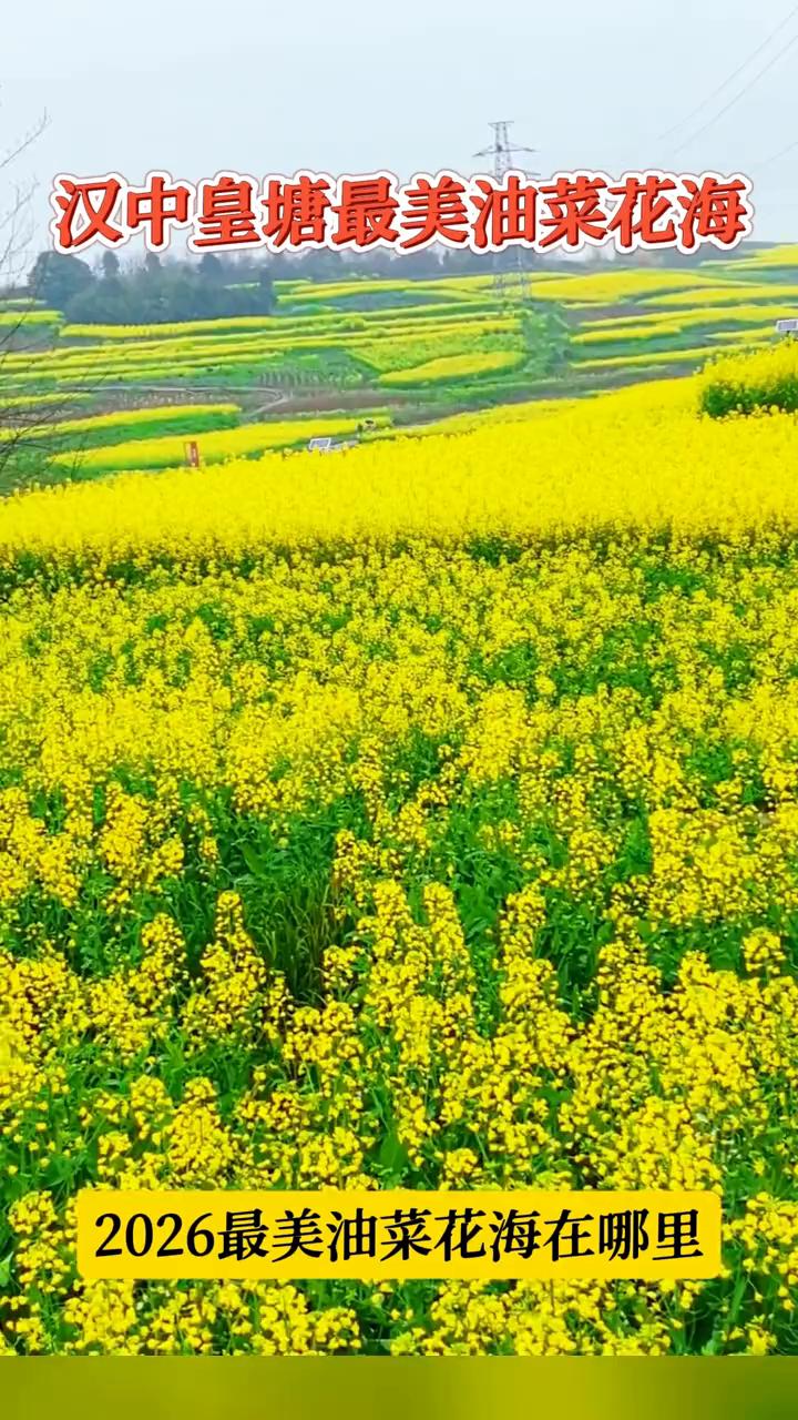 汉中皇塘最美油菜花海，2026最美油菜花海在哪里？
汉中皇塘最美油菜花海。