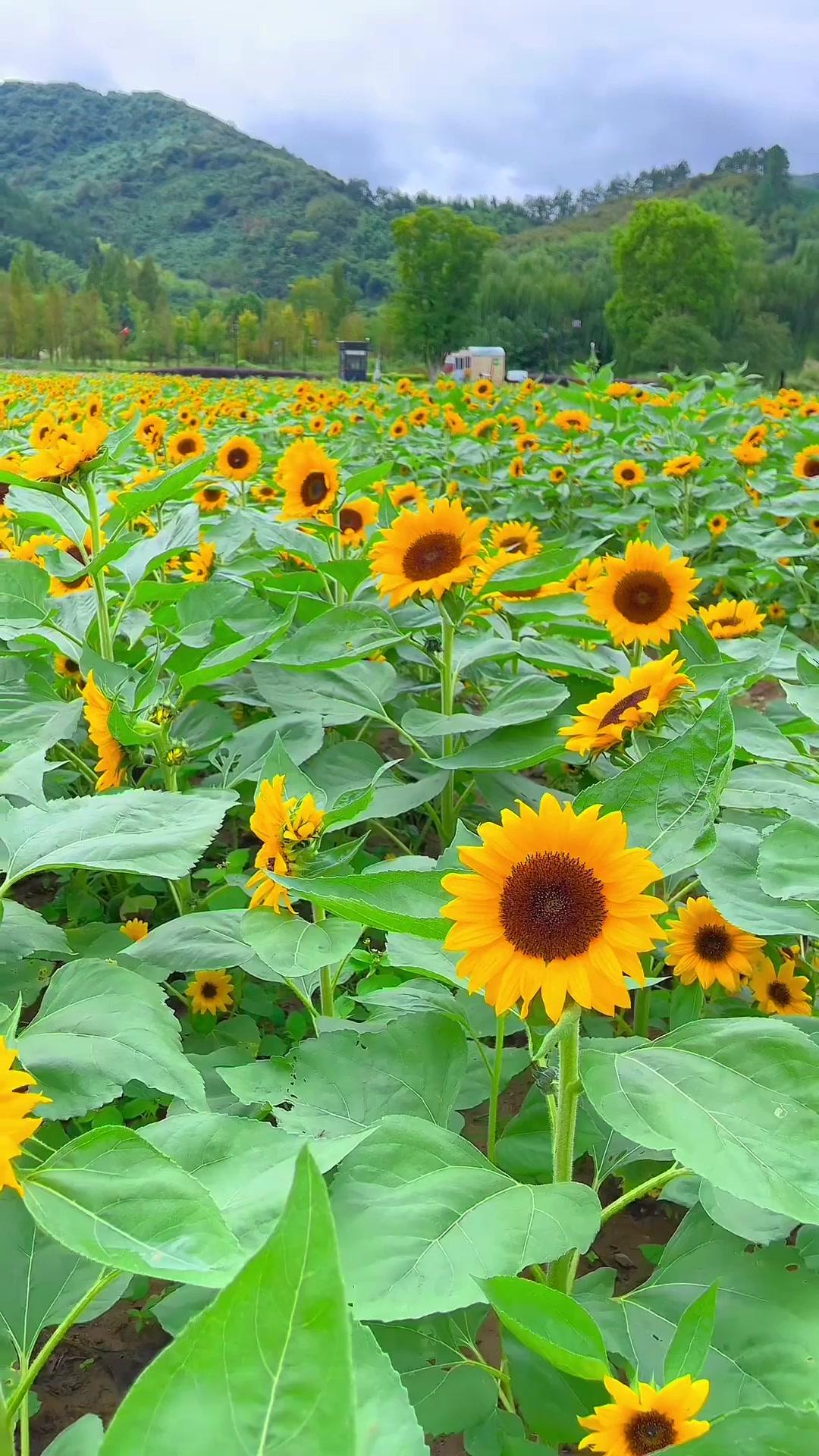 自以为，天天入洞房，夜夜当新郎。那岂知，真真钻狗洞，实实成兔王。----送给一些