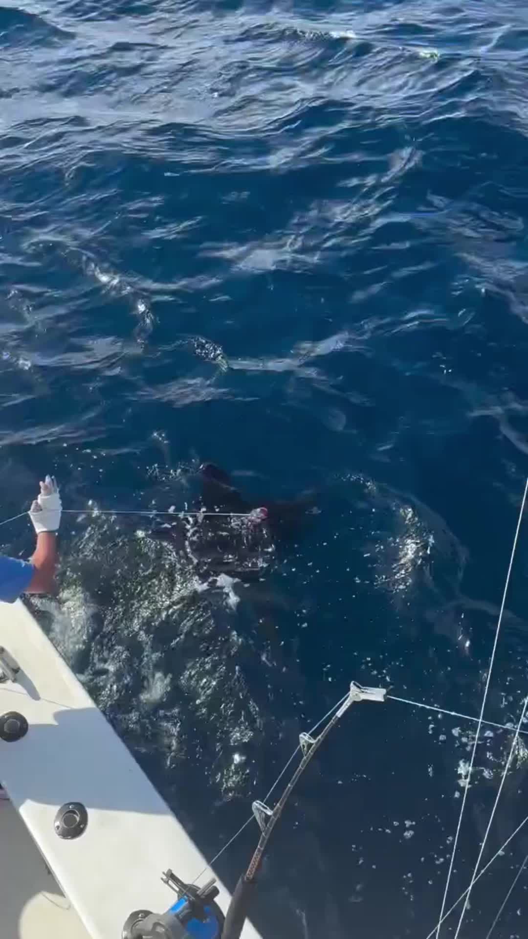 钓鱼的乐趣只有钓鱼人才懂 海钓海钓海钓 出海钓鱼