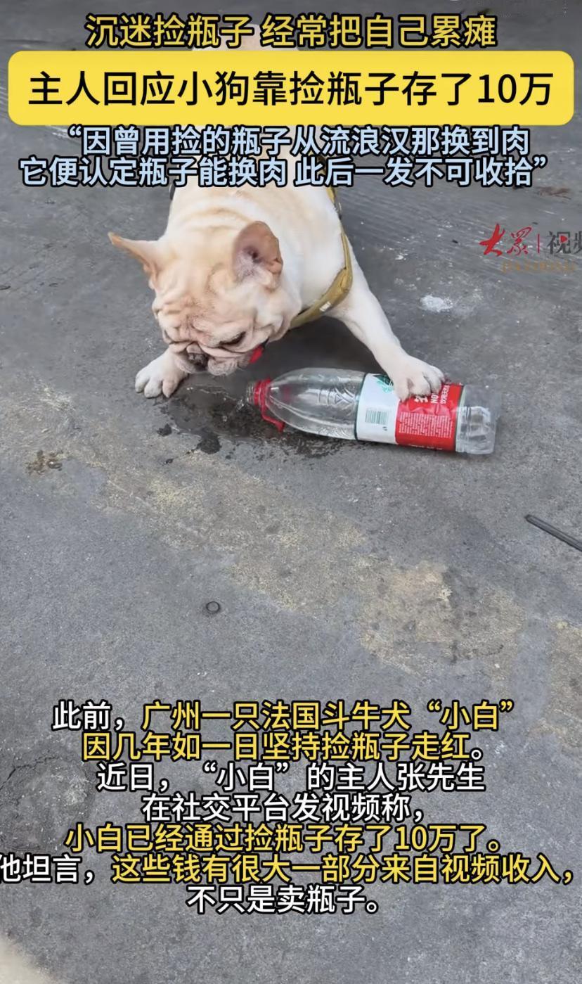 法斗"小白"靠捡瓶子火遍全网!主人最近爆料，它竟然靠这个"爱好"存了10万块。不