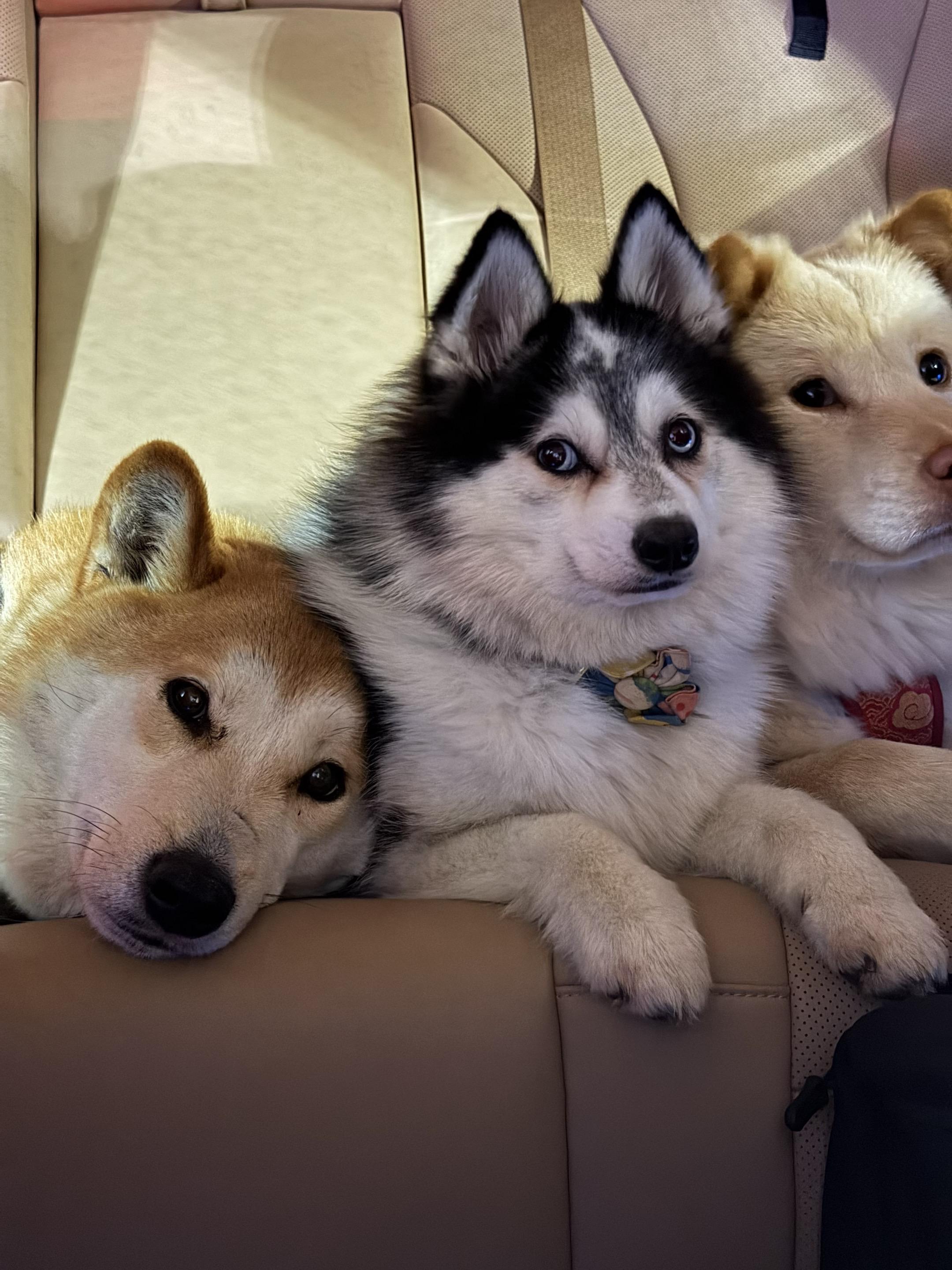 最近的照片合集