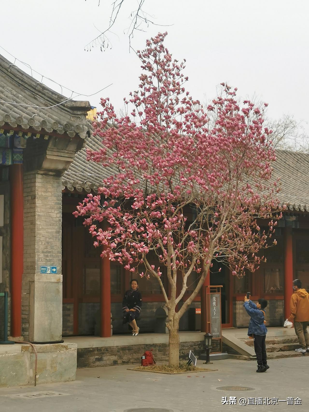 北京长春苑公园，哪怕一个不起眼的小园子都蕴含着文化气息。园内春色满园，十分迷人，