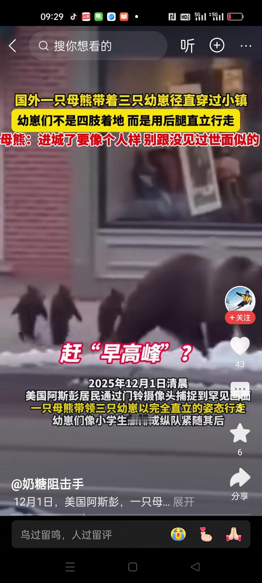 国外拍到一只母熊穿过城镇，后面三只小熊直立跟随，像小朋友排队一样紧随其后。画面非