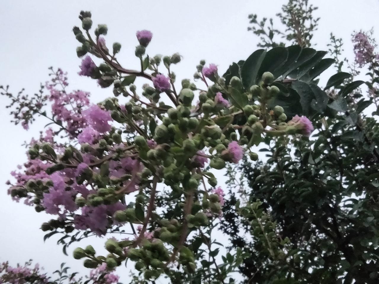 绿植丛中笑“百日红”。