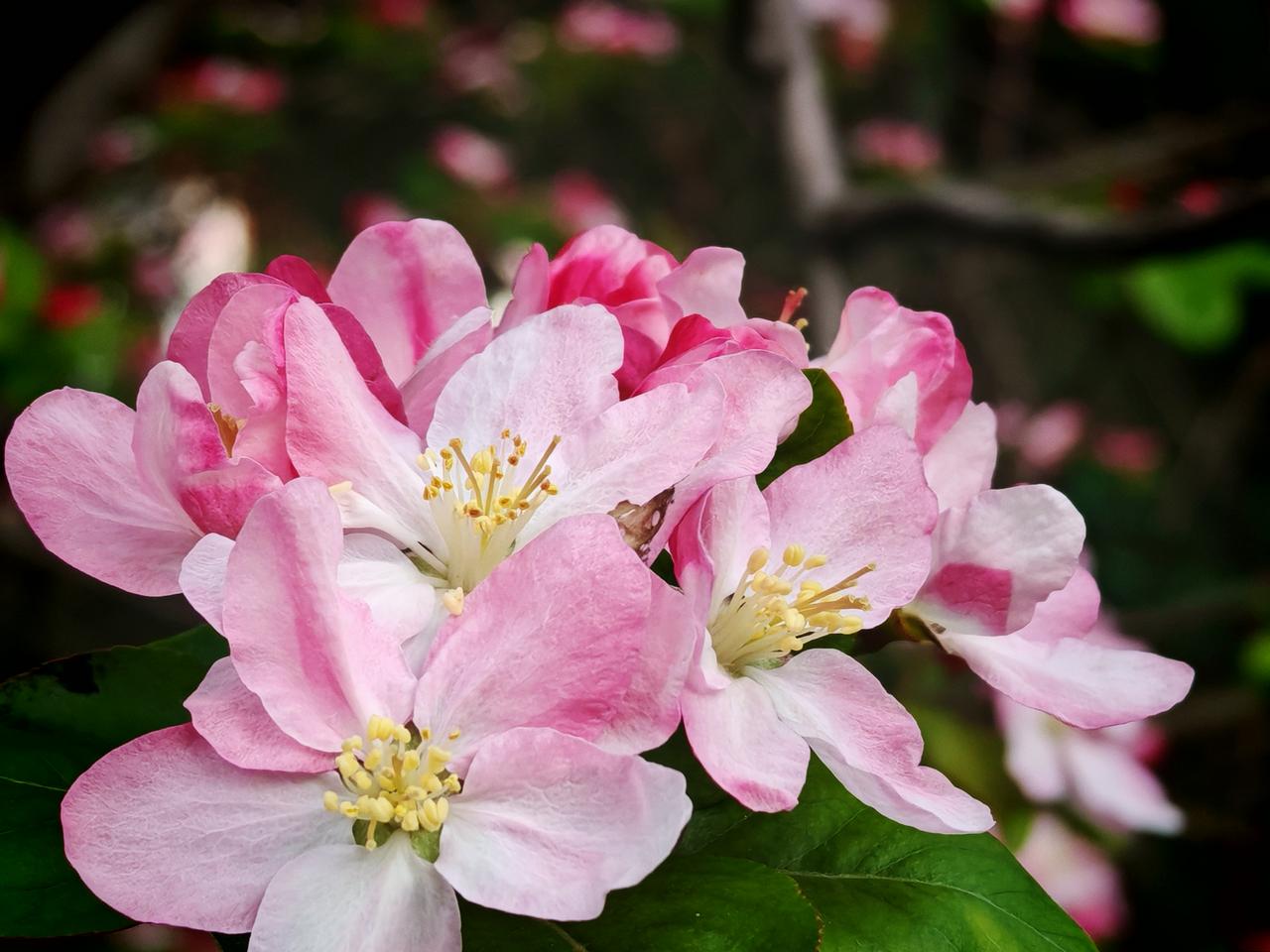 “海棠花龙抬头”，这组合听起来就超有画面感。龙抬头本就是个充满寓意的日子，象征着