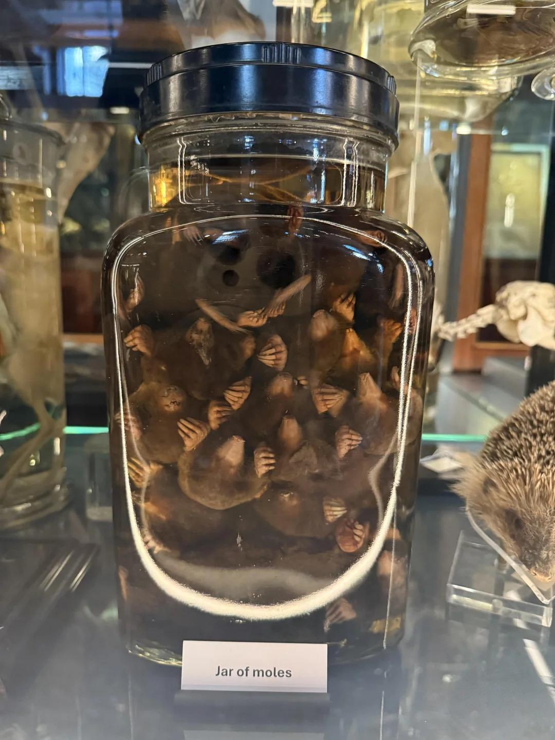 玻璃罐中的地下王国：一整罐鼹鼠的沉默标本