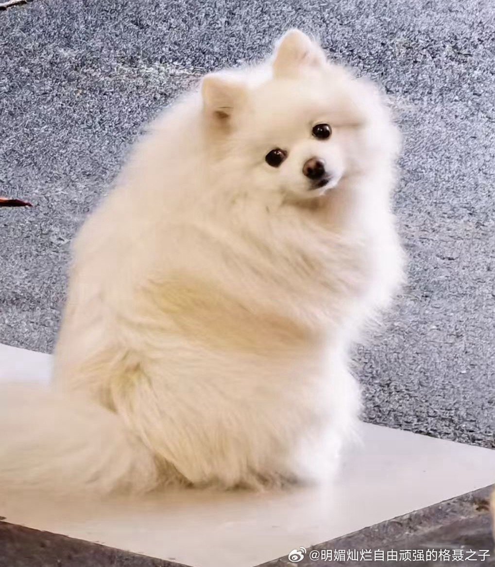 大街小巷穿梭时，也能遇到很多仿佛会说话的小可爱们。 