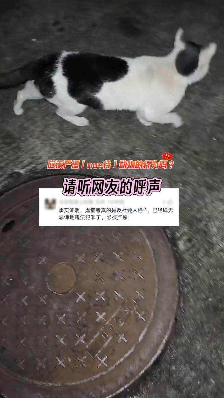 应该严惩虐待动物的行为吗？请听网友的呼声。
事实证明，虐猫者真的是反社会人格者，