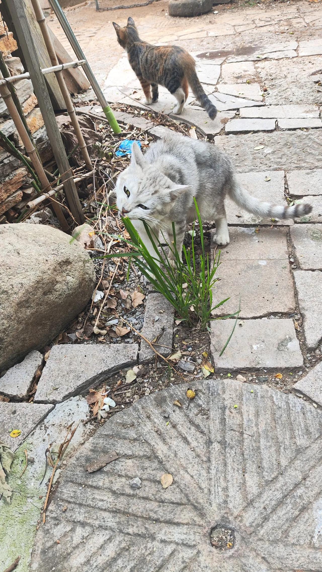 小猫吃草🌿，这是什么操作？刷新了我的认知，有没有知道为什么的？