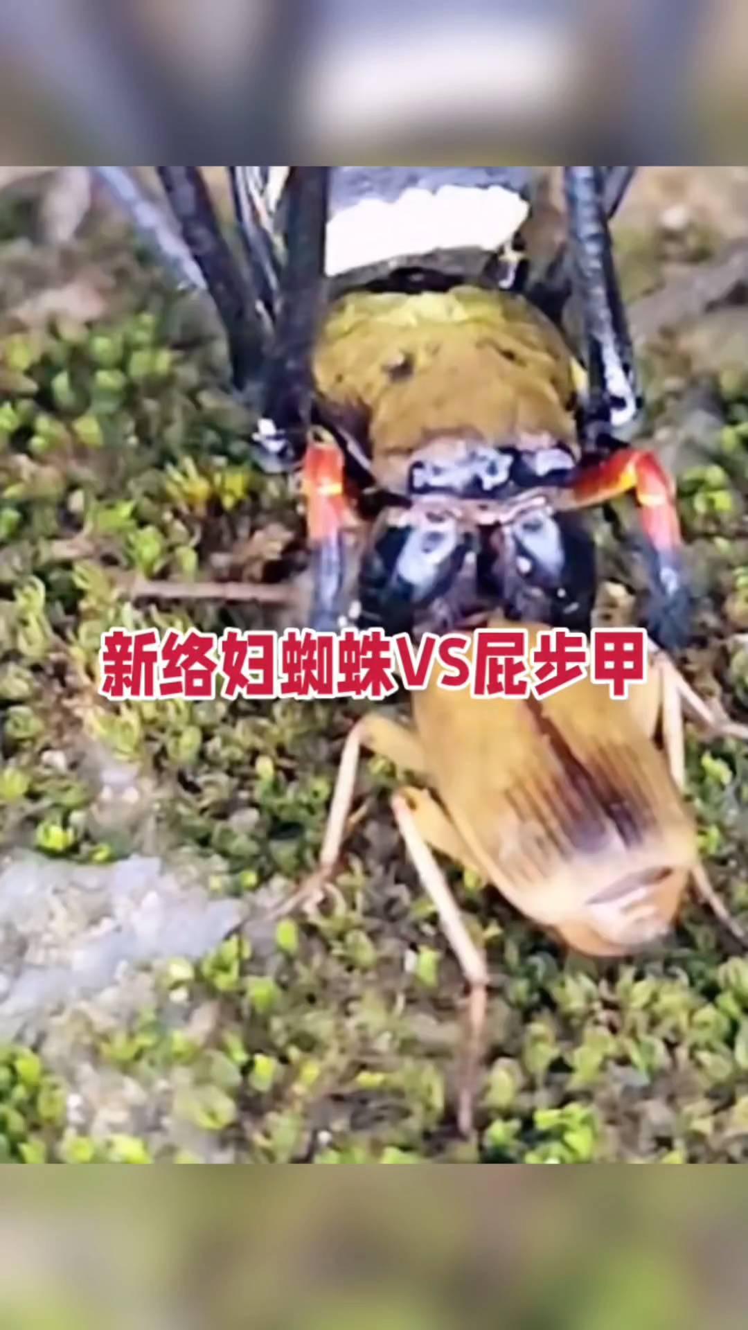 新络妇蜘蛛VS屁步甲，一死一伤。