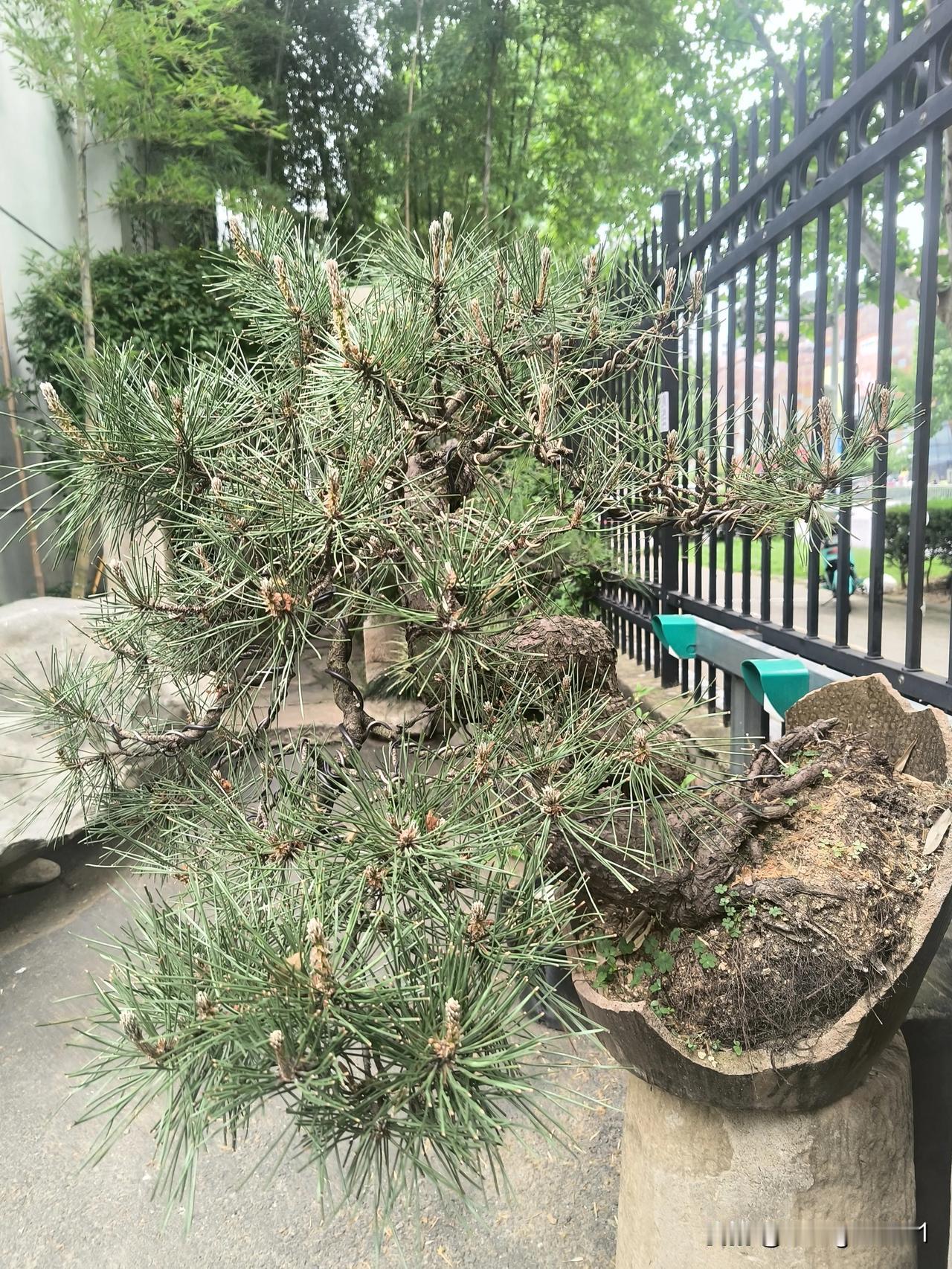 庭院景观惹人羡！
     十多米长的廊道，三十多平米的小院，被主人精心装扮到了