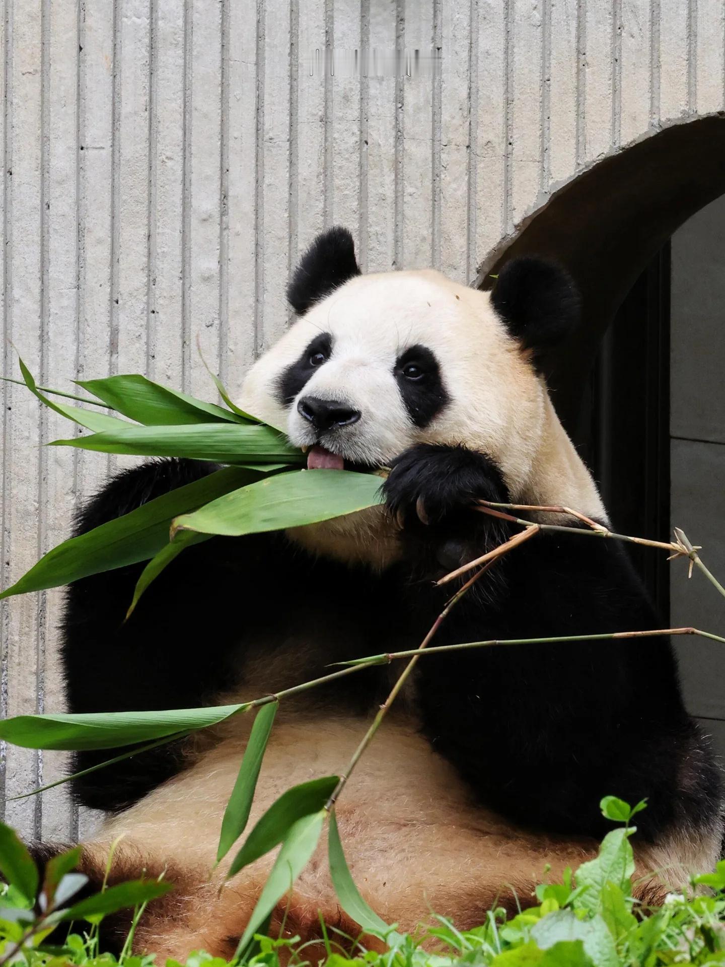 熊猫守护者 🐼森林驿站🌳沉浸在熊猫的小世界里无法自拔，专心啃食竹叶，悠然自得