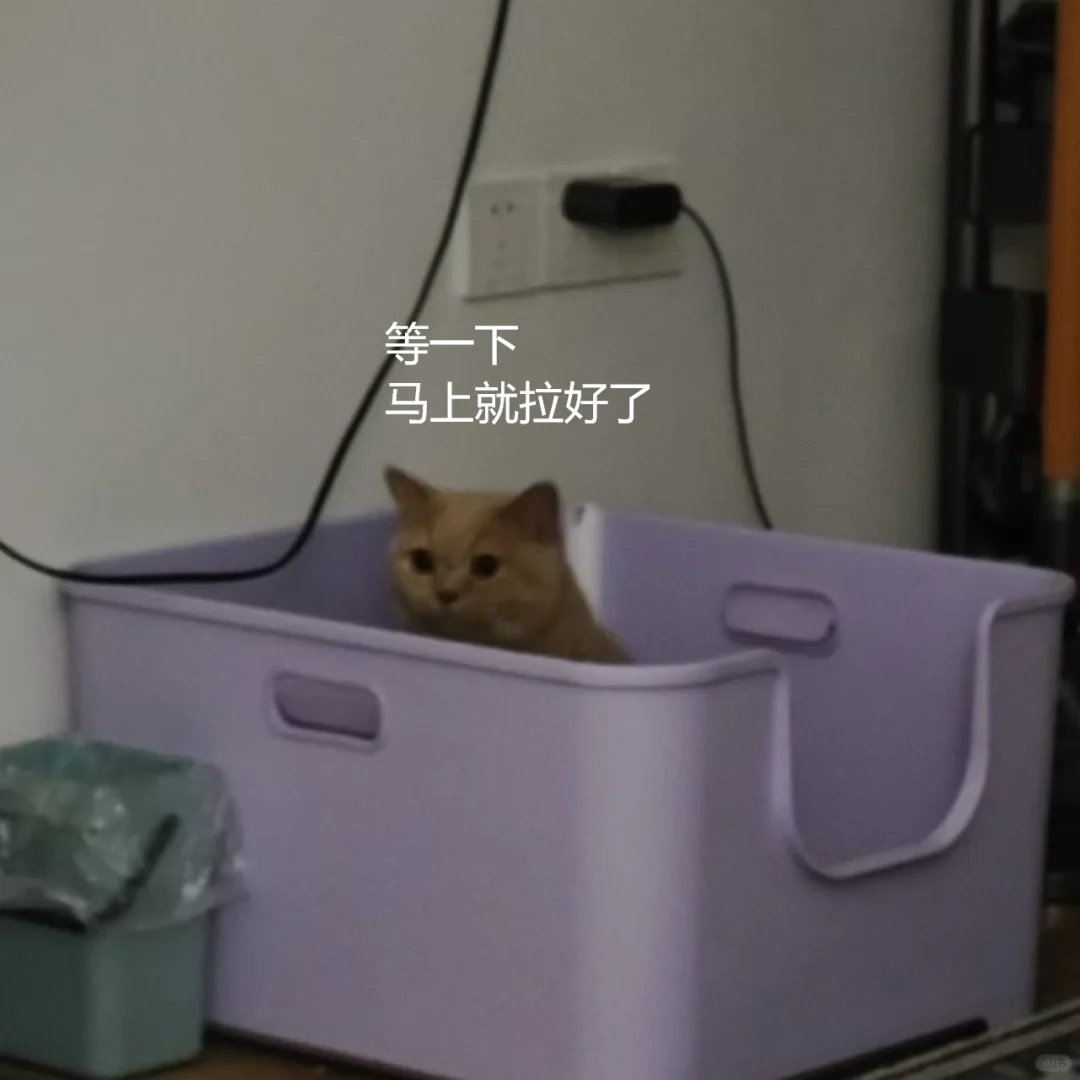 在吃午饭吗？进来看猫拉💩