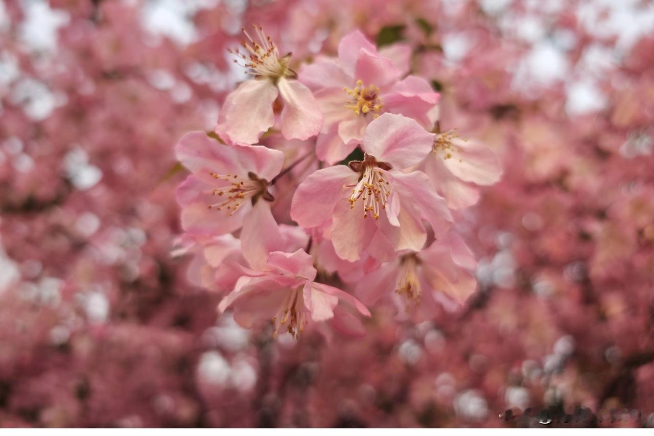 垂丝海棠绽放，这春日限定的浪漫谁能拒绝？在云南昆明的西华公园，1988年栽植的垂