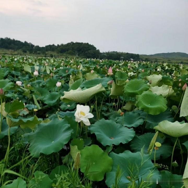 今天晚上，我做了四个菜:一个苦瓜炒鸭蛋、一个丝瓜瘦肉汤、一个子南瓜丝炒肉、一碟油