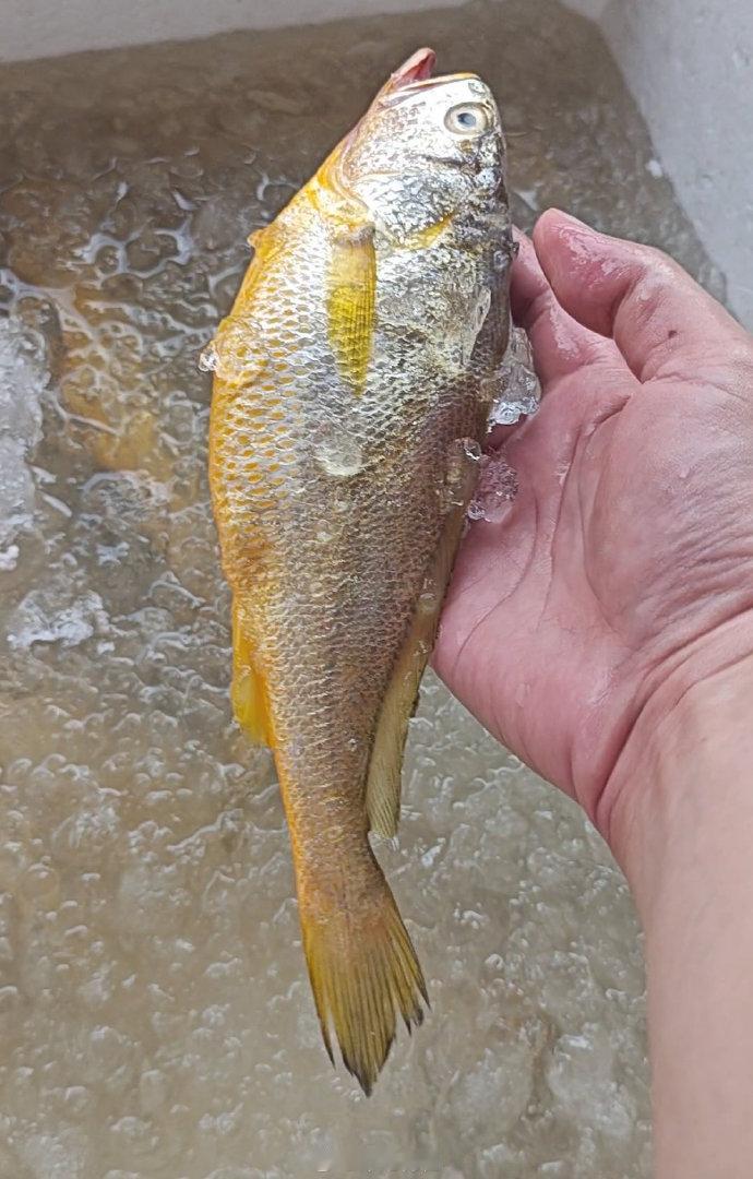 大黄鱼，45/斤，珠海野生拖网货，广州莲花山码头。
鱼鳍过眼即野黄，在广东完全不
