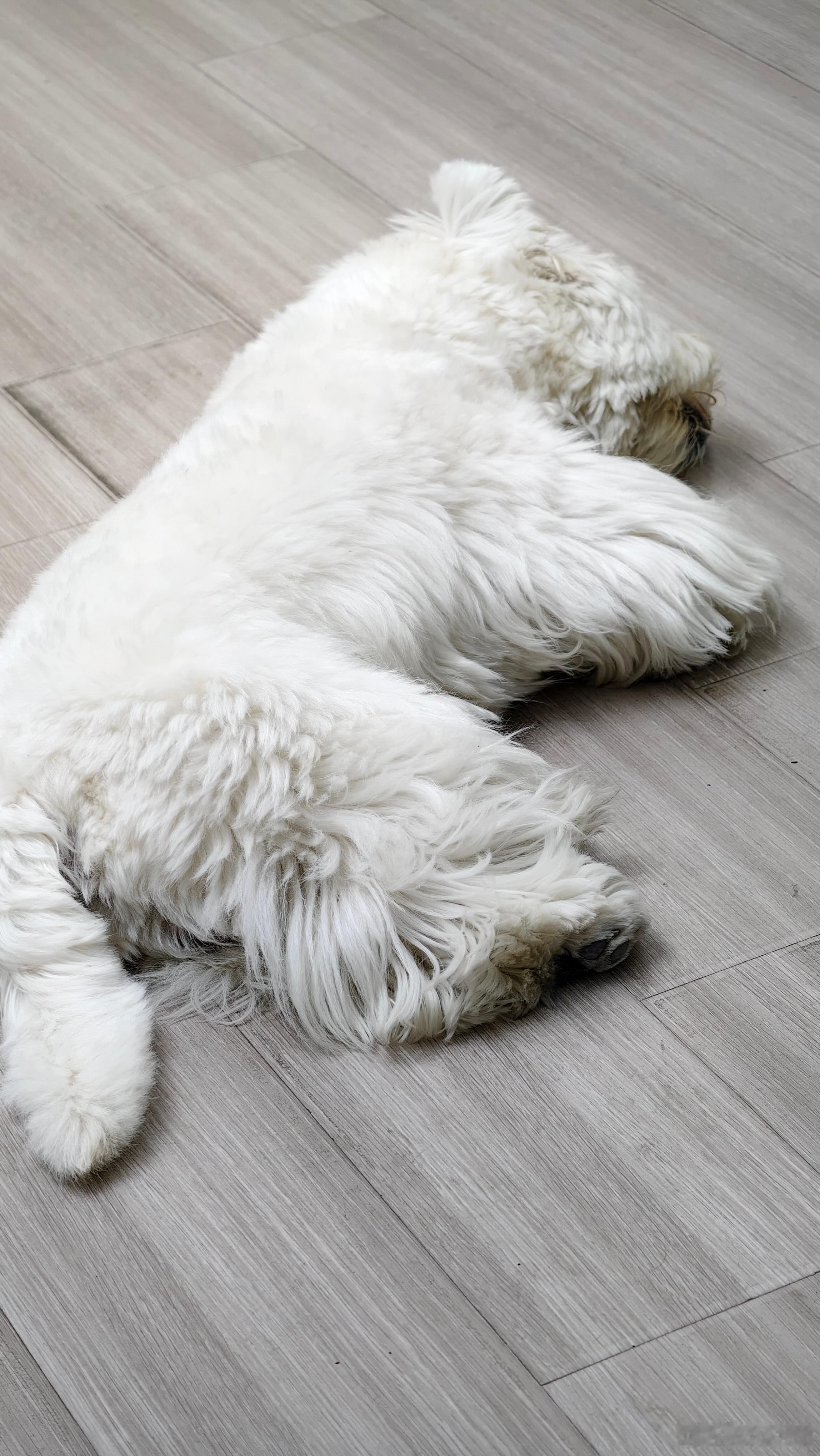 好了到家了我也累成狗了💤 
