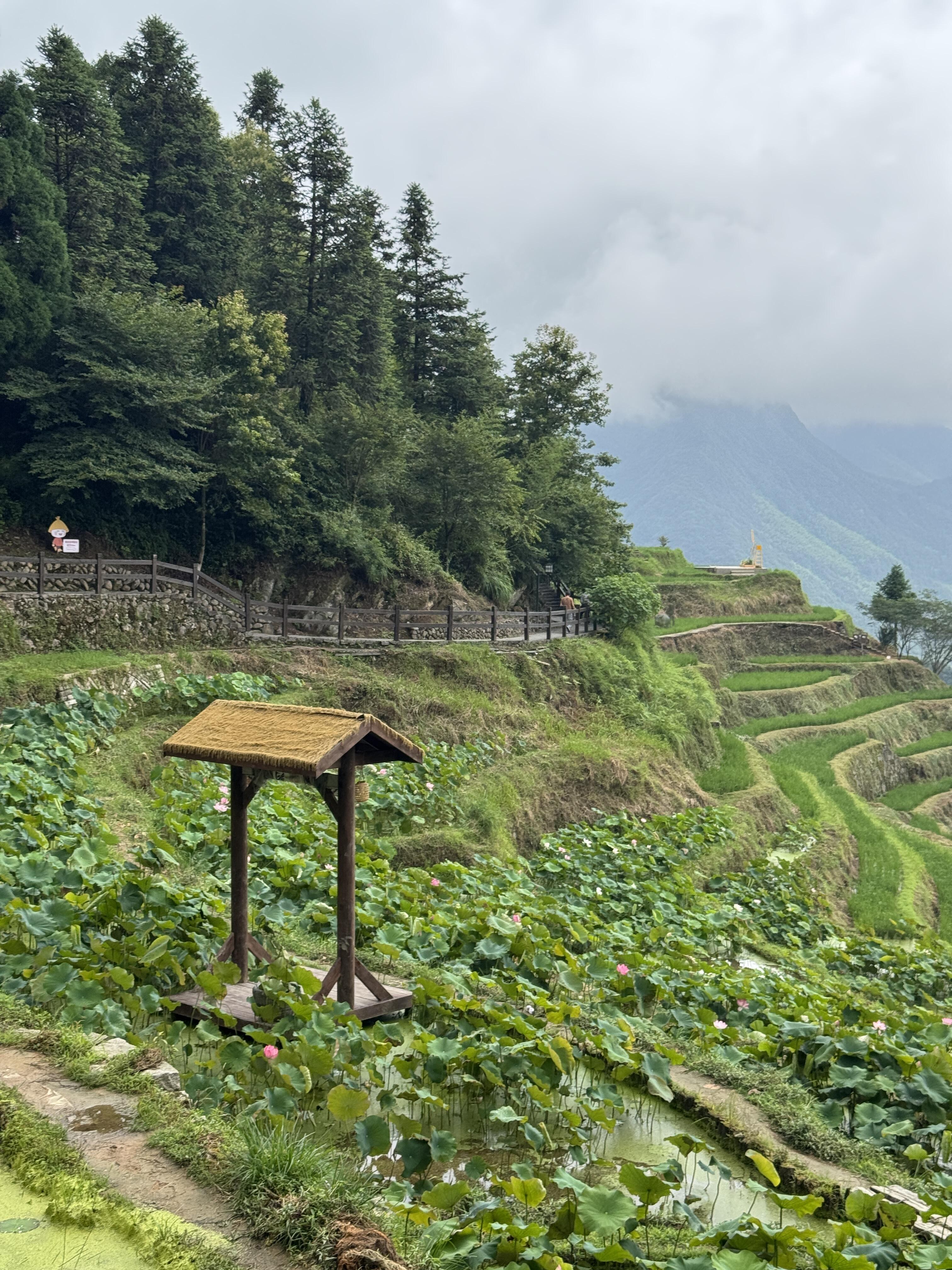乡下长大的人，见到层层梯田总会生出本能的亲近感漫山遍野铺展开的翠绿稻田，曲线顺着