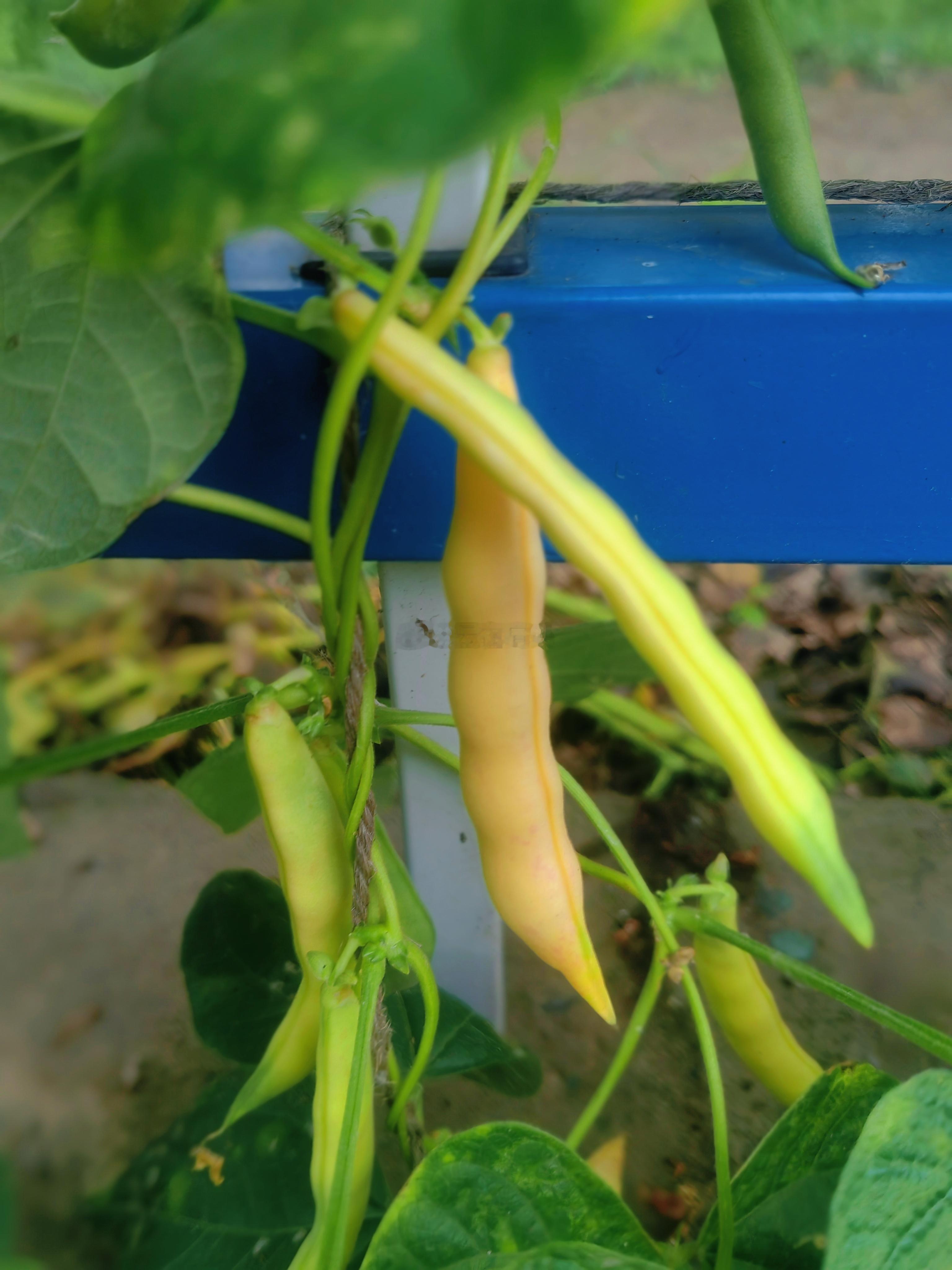 生活手记姐家小菜园黄金沟豆角在暮色雨中开园了日常
