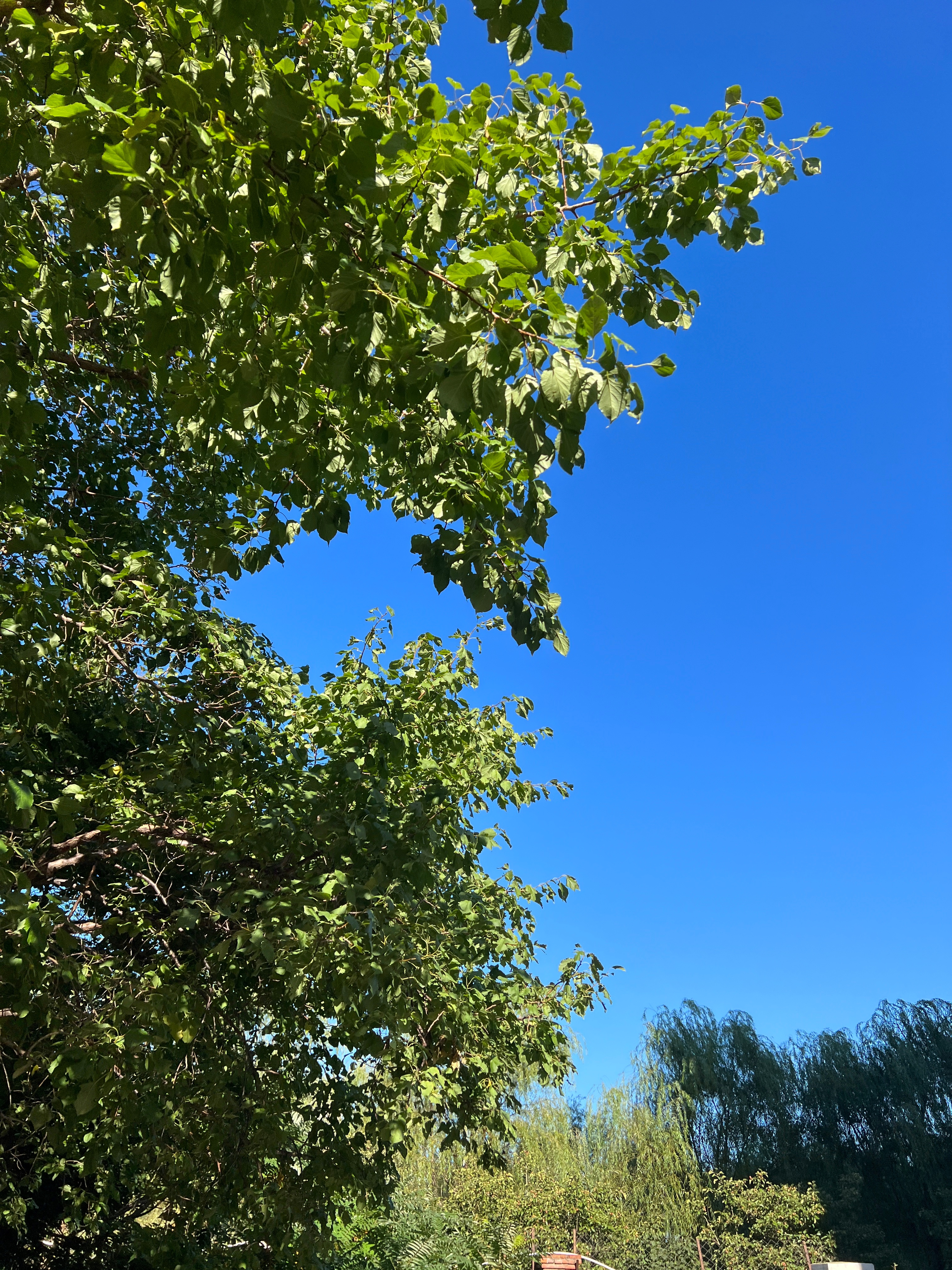 今早起来胃又疼了，熬夜熬的太晚真是不太行，周一没有懒觉睡！ ​​​