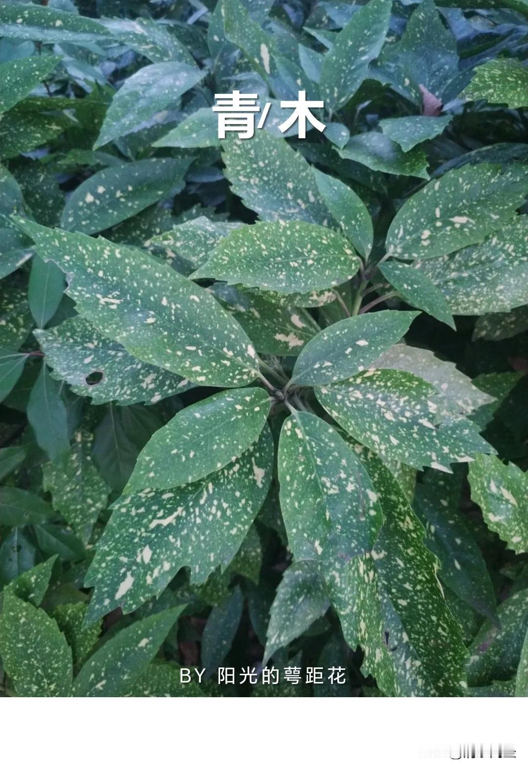 
青木静立在时光之涯，
枝叶轻摇，似与风私话。
岁月为纹，刻下古老密码，
守着天