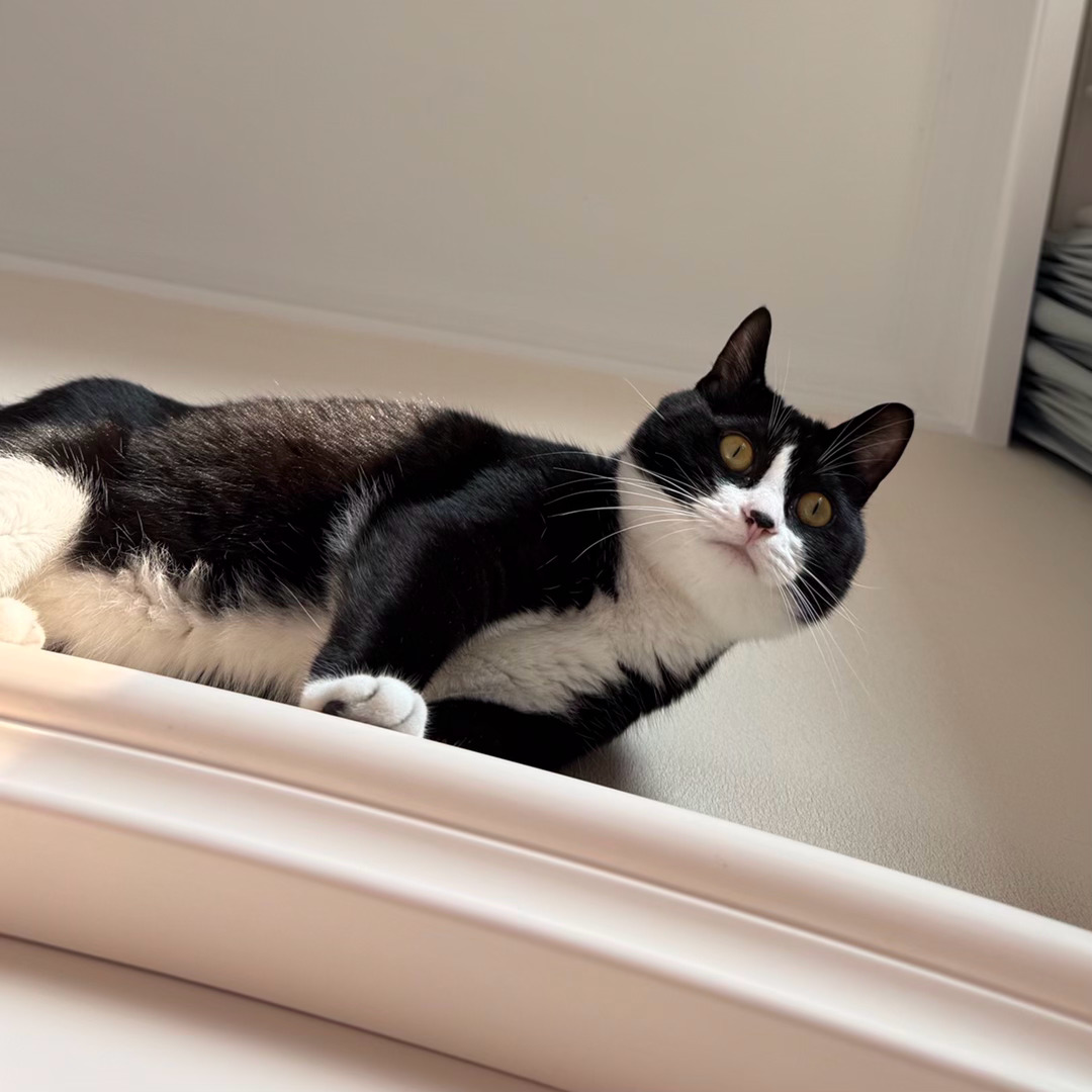 降落在您脸上时，我会尽量轻轻地。daily奶牛猫 （投稿：