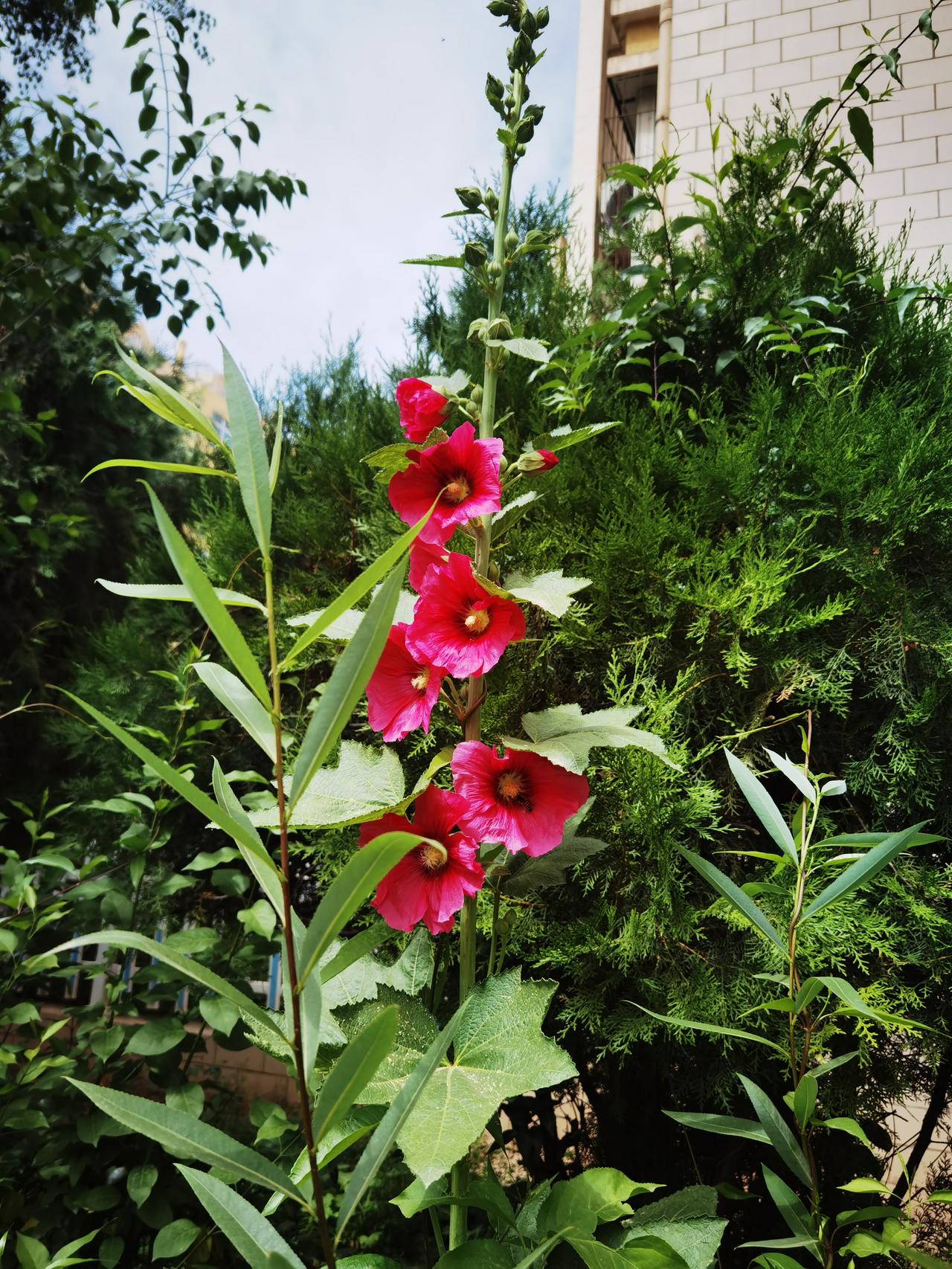 草的世界
花朵进来
绿叶配花
花配绿叶
互相映衬
趣味横生