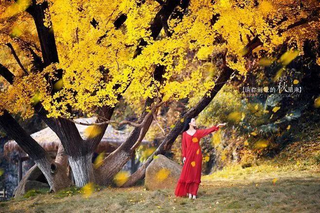 浅冬幽香，瑞雪含情


浅冬幽幽，瑞雪轻轻飘洒，岁月悠远，冬意深处含香。我携一抹