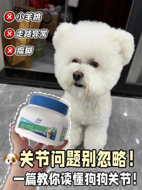 小型犬千万不要忽略狗狗关节问题！
