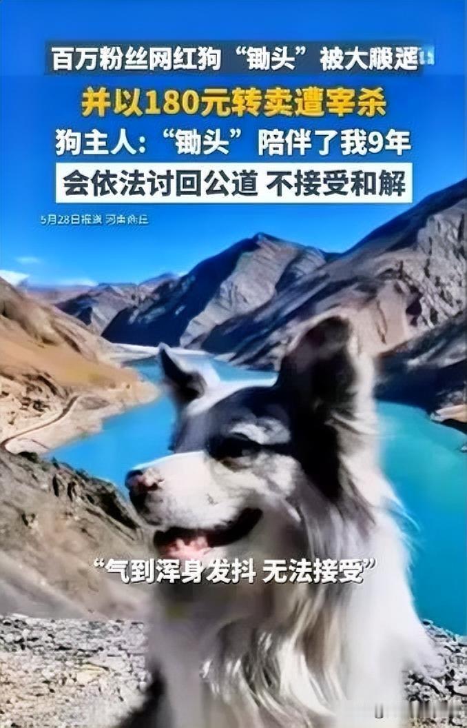 百万粉丝网红边牧“锄头”，陪伴主人郭先生走遍大江南北，留下无数美好回忆。然而，5