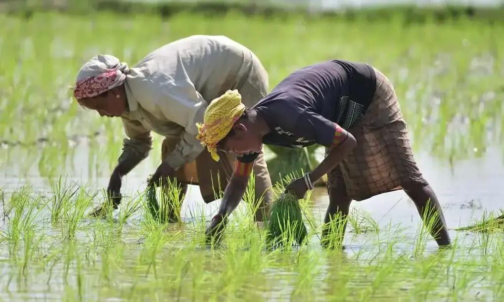 印度高价买尿素背后的博弈：中东、俄罗斯还是中国供货？

今年，印度以接近每吨10