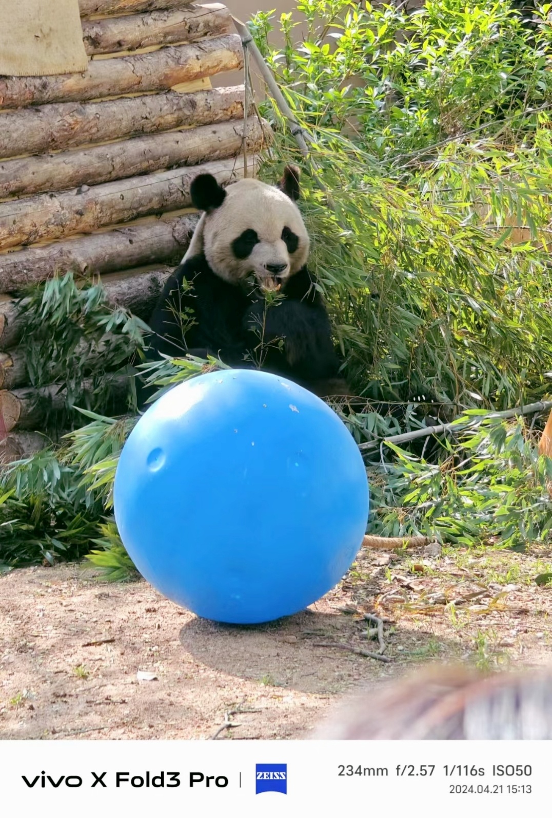 我尼玛，我们青岛的缘小和贝贝，要送回成都了？？？幸亏去年去看过一次，舍不得缘小啊