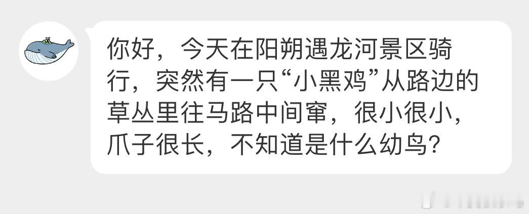 鸟粉投稿 景区捡到的小煤球是秧鸡科的幼鸟，大概率白胸苦恶鸟的孩子它们是早成鸟，出