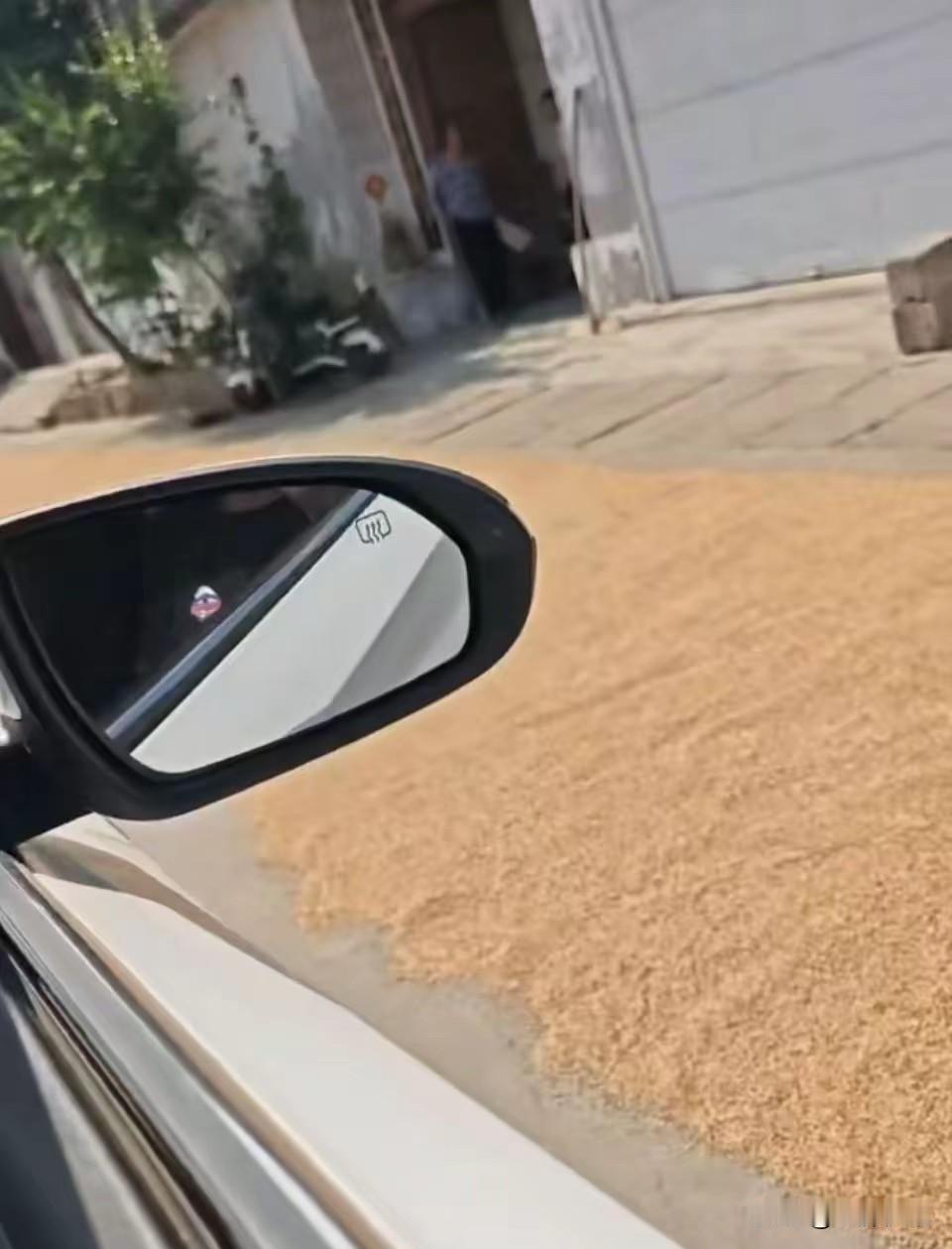 家门口的这堆麦子，俺妈妈让我开车反反复复连着碾压了三四天，我实在忍不住了，我说这