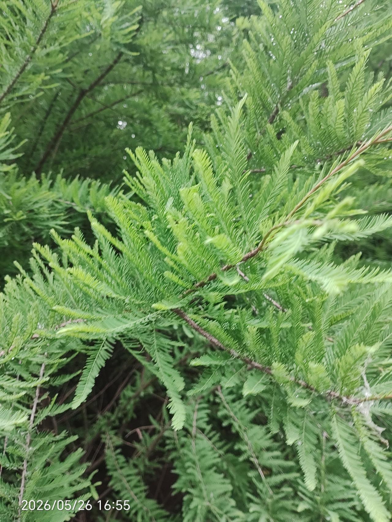 雨后的空气真好，绿绿的树叶，蓝蓝的天空！