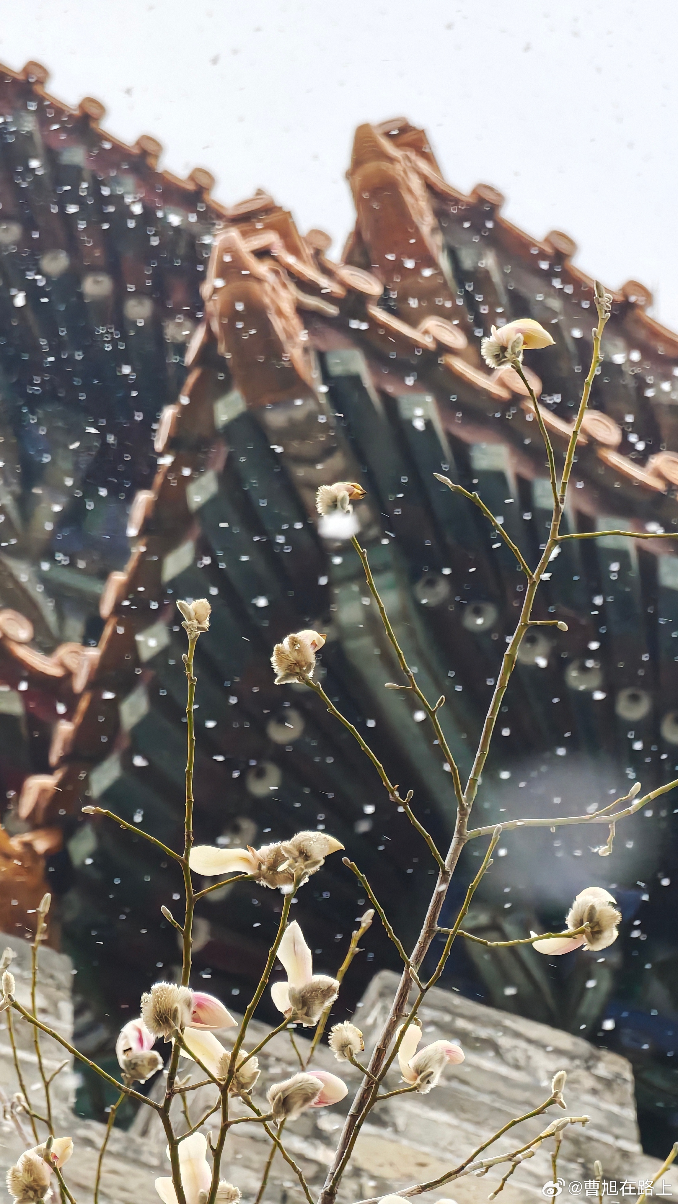 这是今天故宫的雪 我正好今天也在故宫，看展萨迦寺特展，太幸运了，赶上马年的第一场