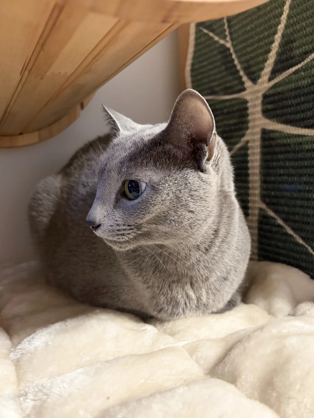 微笑小咪的标准农民揣