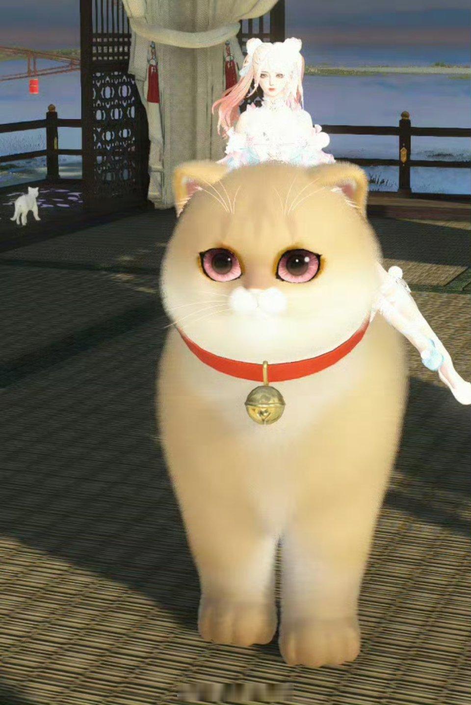 #逆水寒云养猫#要不要这么可爱，而且这毛发看起来特别光滑，好喜欢这样的小猫咪！ 