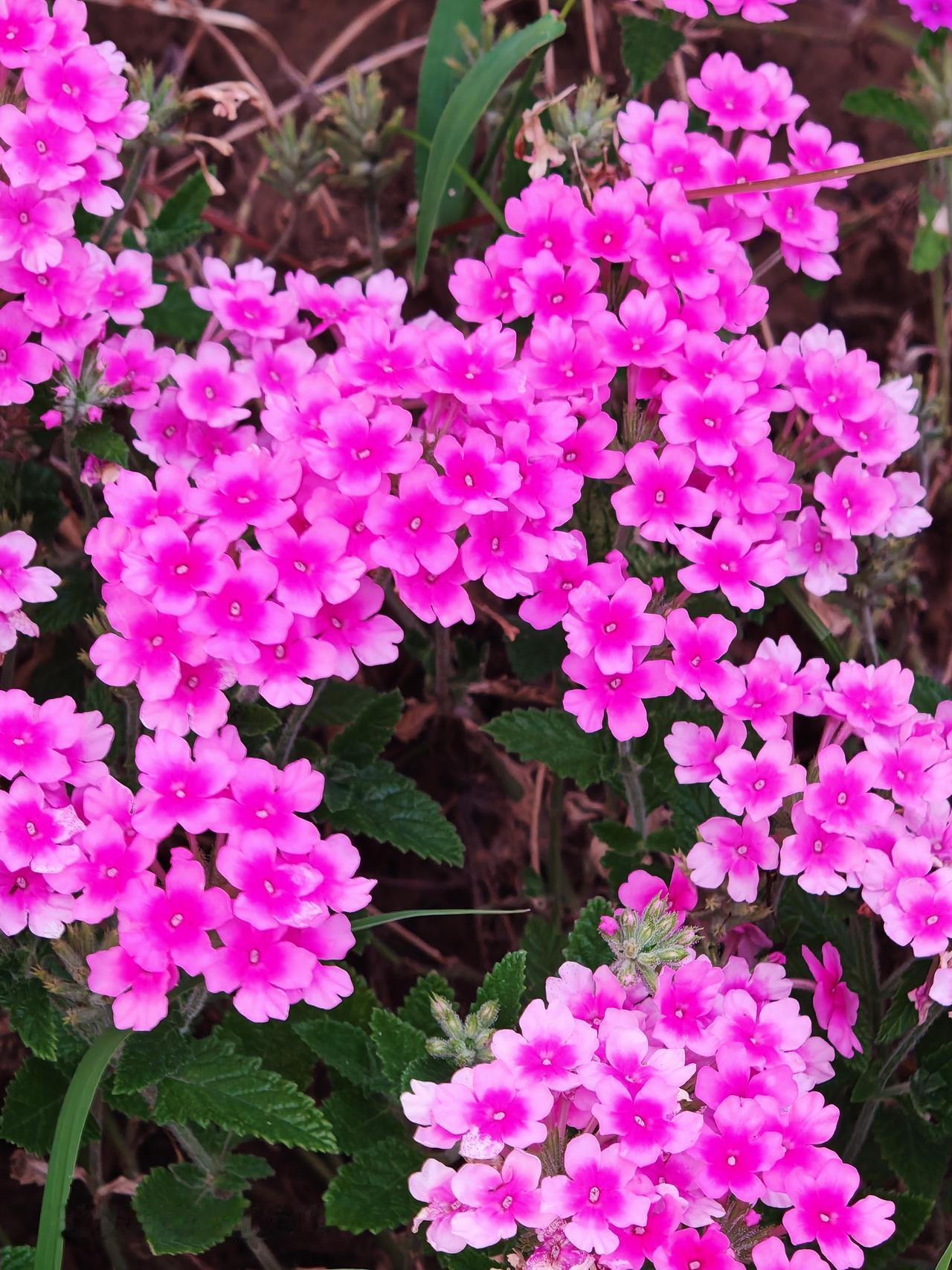 紫花红粉艳，芬芳满园香。北运河西岸花艳丽