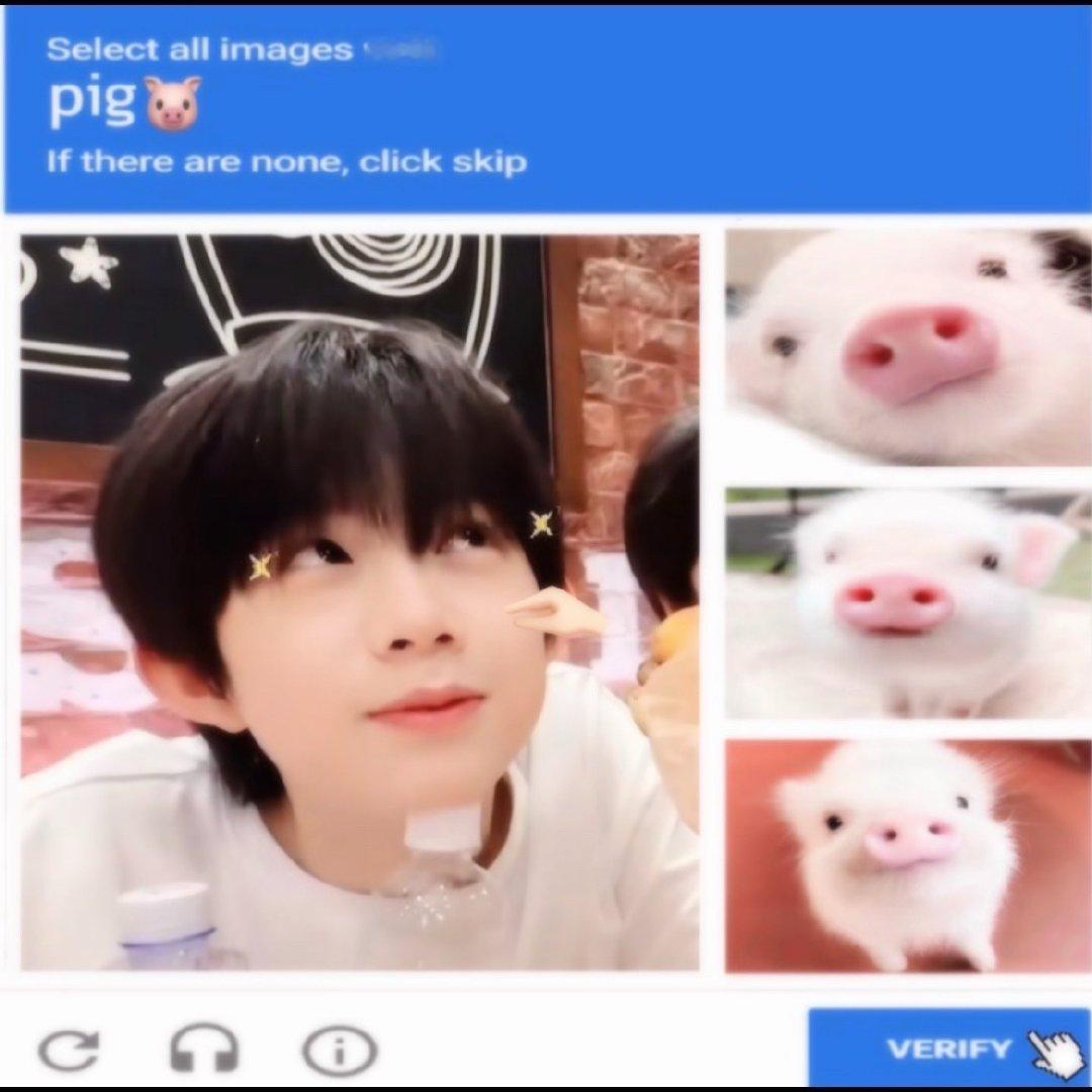 大家帮我找找哪个是真正的小猪🐽 