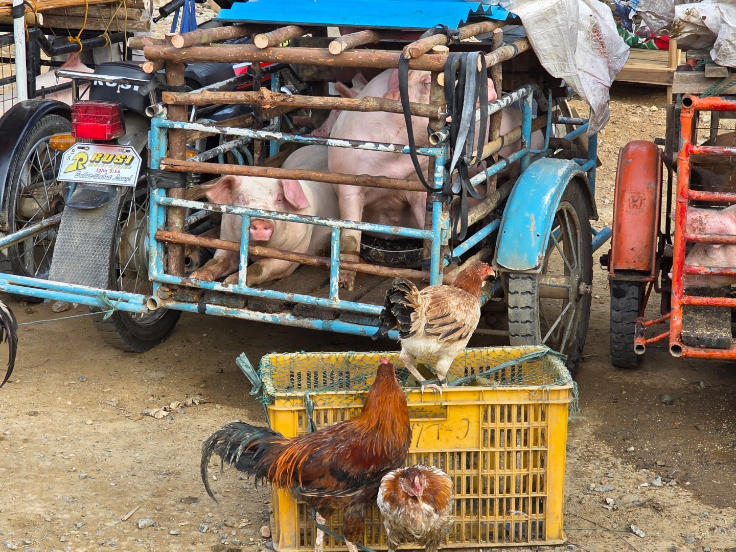 一捆小白菜50P【半斤】一公斤菠萝60P【国内都乐那种凤梨】一公斤木瓜50-10