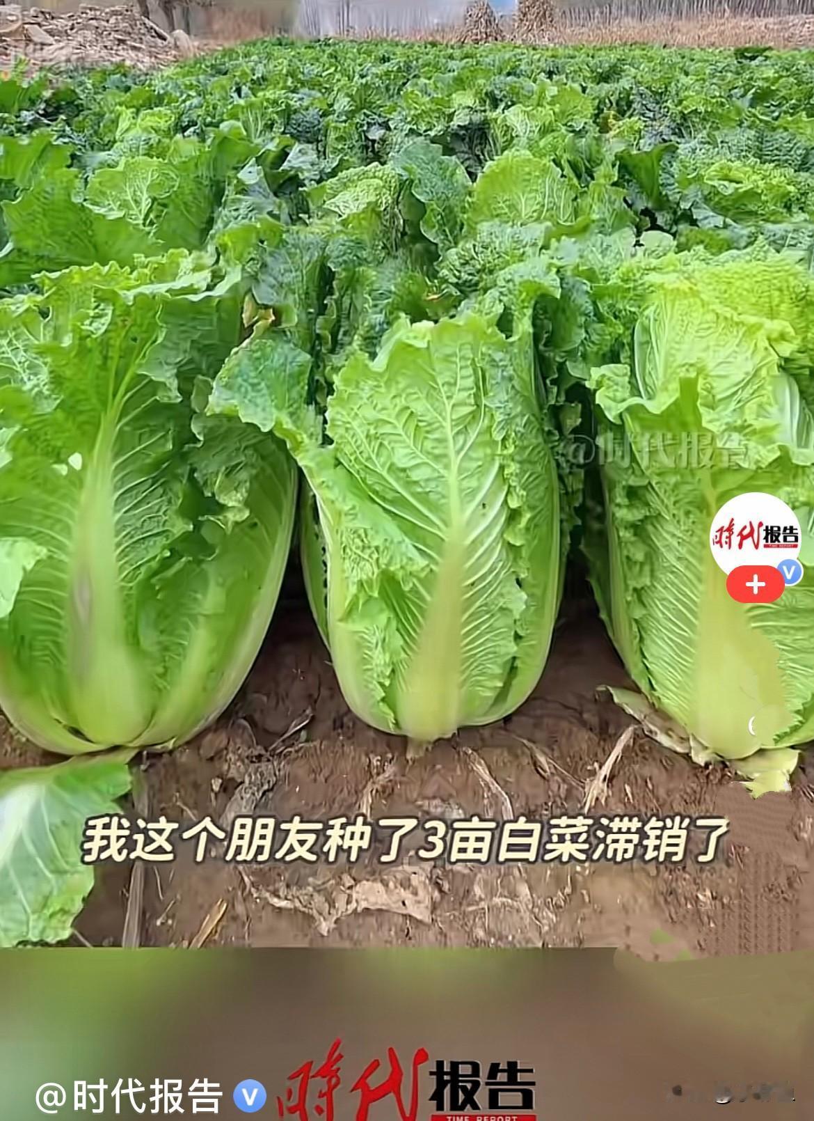 近日，陕西西安农民王先生又扛着自家产的一麻袋红薯和60多个石榴送给一农贸市场工作