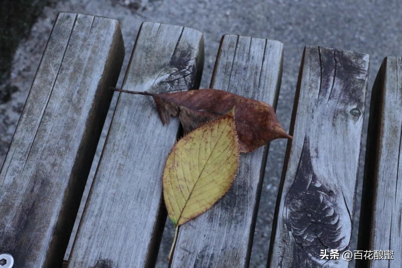 青山藏画意
黄叶落秋声

＃秋日生活打卡季＃