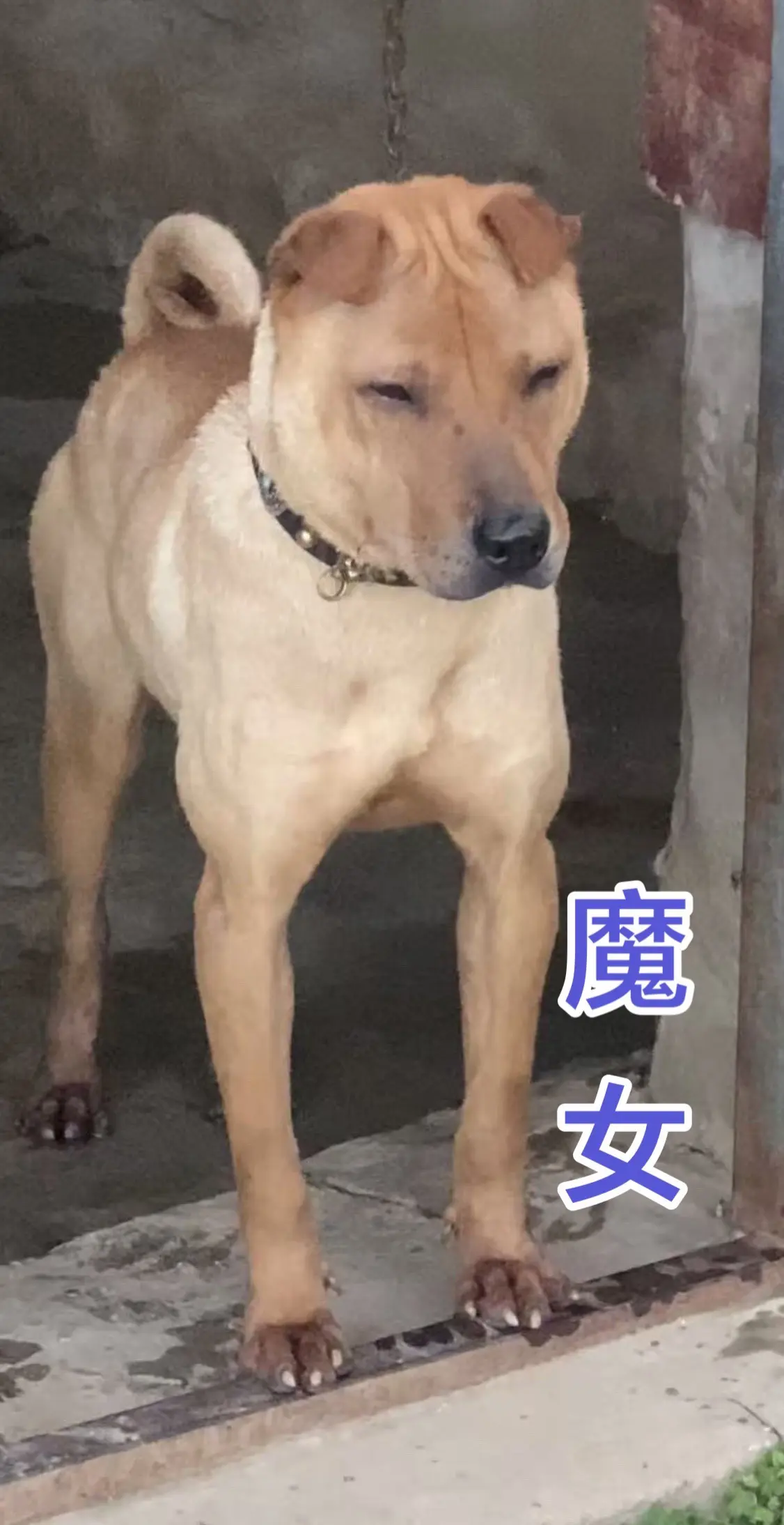 留条魔女伴随我左右。